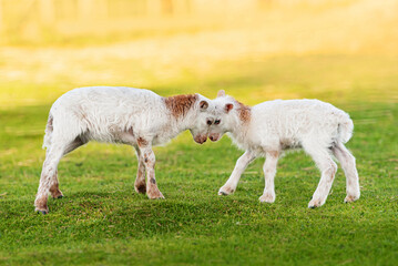 Two funny baby sheeps playing together. Farm animals.