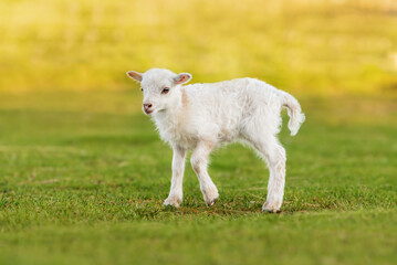 Naklejka na ściany i meble Little sheep baby in summer. Farm animals.