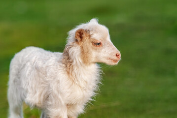Obraz premium Little sheep baby in summer. Farm animals.