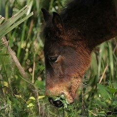 Wild Horse Foal Yearling Colt Baby Paynes Prairie
