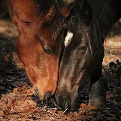 Wild Horses Touch Noses and Snuggle Cute at Paynes Prairie