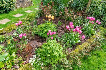 tulip flowers in an English garden bed 