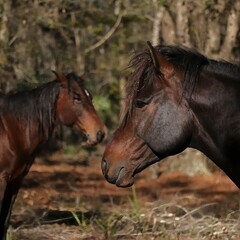 Wild Cracker Horses at Panes Prairie Bolen Bluff