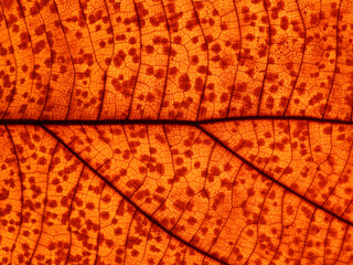 macro shot autumn leaf texture ( teak leaf )