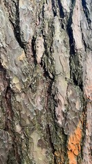 the natural texture of tree bark, bark background, background