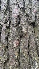 the natural texture of tree bark, bark background, background