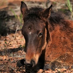 Fototapeta premium Wild Horse Foal Yearling Colt Baby Paynes Prairie
