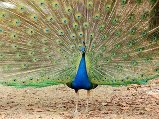 Green Peafowl ( Pavo muticus ), peacock bird out of feathers © srckomkrit
