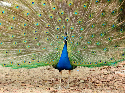 Green Peafowl ( Pavo muticus ), peacock bird out of feathers