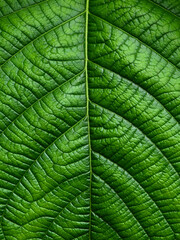 close up green leaf texture of Golden gardenia tree ( Gardenia sootepensis Hutch )