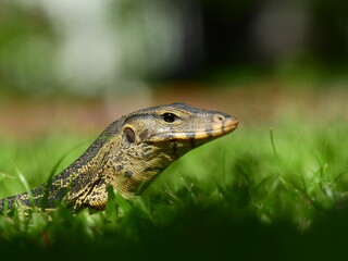 close up Water Monitor ( Varanus salvator ) on the lawn in the park at Thailand
