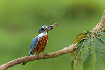Ringed Kingfisher (Megaceryle torquata) eating a branch in the wetlands in the North Pantanal in Brazil. Green background. 