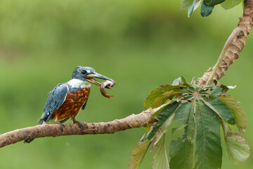 Ringed Kingfisher (Megaceryle torquata) eating a branch in the wetlands in the North Pantanal in Brazil. Green background. 
