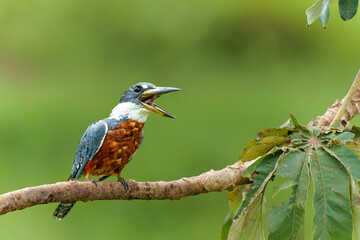 Ringed Kingfisher (Megaceryle torquata) eating a branch in the wetlands in the North Pantanal in Brazil. Green background. 