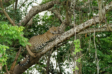 Jaguar (Panthera onca) hanging around in the Northern Pantanal in Mata Grosso in Brazil