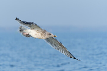 Caspian Gull (Larus cachinnans) fflying around the boat trying to catch a fish in the Oder Delta in Poland