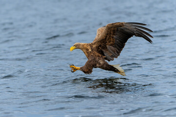 White Tailed Eagle (Haliaeetus albicilla), also known as Eurasian sea eagle and white-tailed sea-eagle. The eagle is flying to catch a fish in the delta of the river Oder in Poland, Europe.