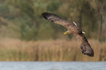 White Tailed Eagle (Haliaeetus albicilla), also known as Eurasian sea eagle and white-tailed sea-eagle. The eagle is flying to catch a fish in the delta of the river Oder in Poland, Europe.