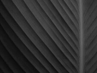 Obraz premium black leaf texture, dark background