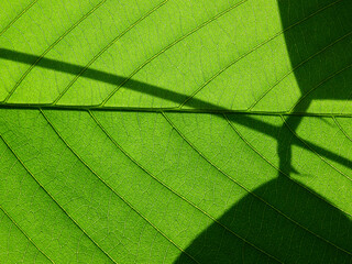 texture of green leaf with shadow of the leaf