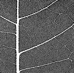 abstract vein of leaves texture, black and white style - 590495583