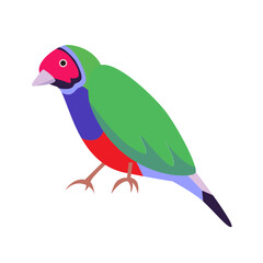 bird gouldian finch illustration