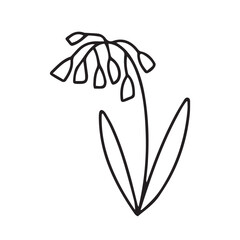 Hand drawn lily of the valley doodle illustration. Doodle lily of the valley flower vector sketch