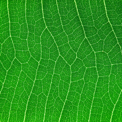 detail of cell green leaf texture - 590496718