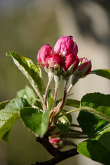 Closed Apple Blossom in Springtime