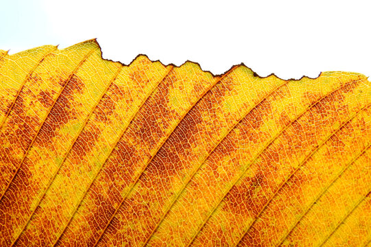 close up autumn leaf of Elephant apple (Dillenia indica), texture background