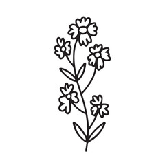 Doodle chamomile vector illustration. Hand drawn wild chamomile sketch