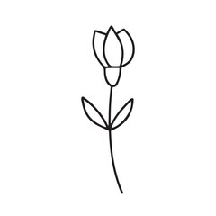 Vector doodle tulip flower illustration. Hand drawn tulip sketch