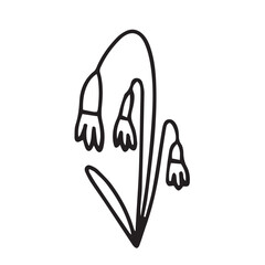 Hand drawn lily of the valley doodle illustration. Doodle lily of the valley flower vector sketch