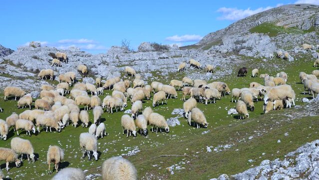 Flock of sheep in the hanging syncline of Peña Amaya in the town of Amaya. World geological heritage by UNESCO. Las Loras Geopark. Burgos. Castile and Leon. Spain, Europe