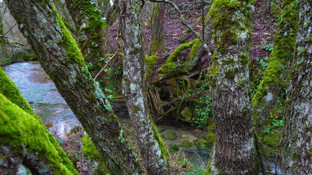 Forest around the Barrio Lucio waterfall. Valdelucio Valley. World geological heritage by UNESCO. Las Loras Geopark. Burgos. Castile and Leon. Spain, Europe