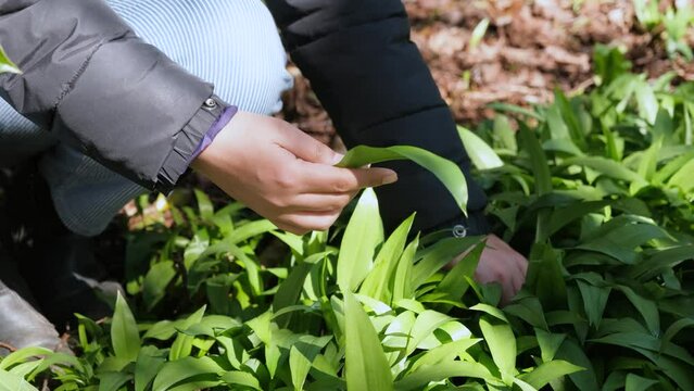 Woman foraging wild garlic