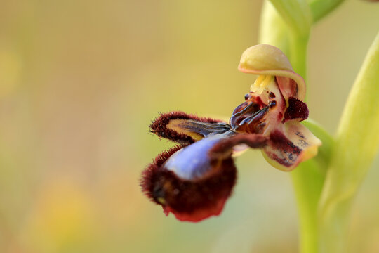 The Mirror Orchid  (Ophrys speculum) on a xerothermic grassland in the Peloponnese (Greece)