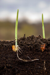 Young shoots of corn with roots