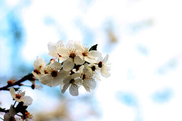 cherry blossom against sky