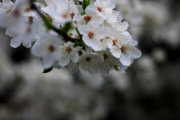 blossom in spring