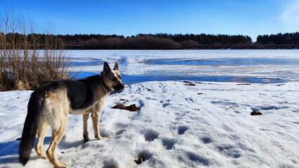 Dog German Shepherd near flooding water of river in a spring or winter day and white snow arround. Eastern European dog veo on white snow in sunny day