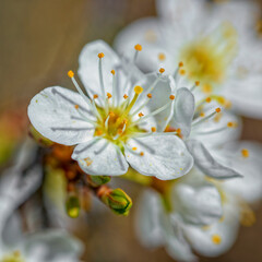 arbre en fleurs au printemps