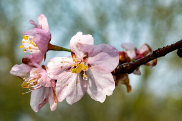 Apple blossoms with raindrops in springtime