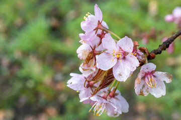 Apple blossoms with raindrops in springtime