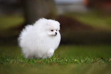 white pomeranian spitz puppy running on grass in summer