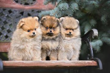 three pomeranian spitz puppies sitting together on a bench outdoors