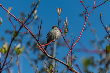 bird on a tree