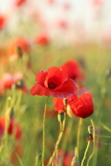 red poppy flowers in field at dawn