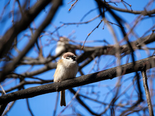 A sparrow sits on a tree branch against a blue sky. Natural spring background with a sparrow.