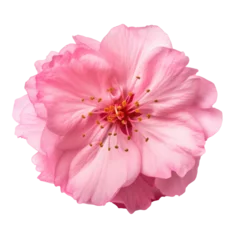 Foto op Plexiglas sakura flower isolated on white © Tidarat